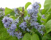 Šeřík obecný 'President Lincoln' (Syringa vulgaris)