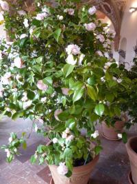 Kamélie japonská 'Contessa Lavinia Maggi' (Camellia japonica)