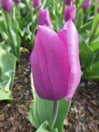 Tulipán 'Blue Beauty' - Triumph tulipány (Tulipa)