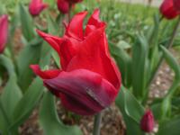 Tulipán 'Pretty Woman' - Liliokvěté tulipány (Tulipa)