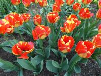 Tulipán 'La Courtine' - Jednoduché pozdní tulipány (Tulipa)