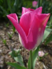 Tulipán 'Sauternes' - Jednoduché pozdní tulipány (Tulipa)