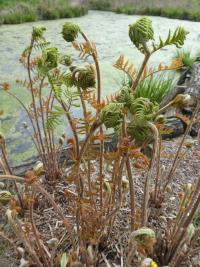 Podezřeň královská (Osmunda regalis) Podezřeň královská (Osmunda regalis)