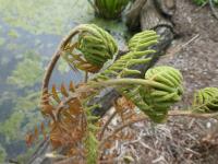 Podezřeň královská (Osmunda regalis) Podezřeň královská (Osmunda regalis)