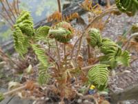 Podezřeň královská (Osmunda regalis) Podezřeň královská (Osmunda regalis)