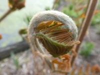 Podezřeň královská (Osmunda regalis) Podezřeň královská (Osmunda regalis)