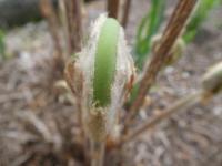 Podezřeň královská (Osmunda regalis) Podezřeň královská (Osmunda regalis)