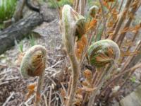 Podezřeň královská (Osmunda regalis) Podezřeň královská (Osmunda regalis)