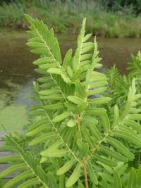 Podezřeň královská (Osmunda regalis) Podezřeň královská (Osmunda regalis)