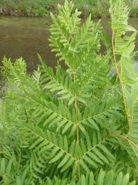Podezřeň královská (Osmunda regalis) Podezřeň královská (Osmunda regalis)