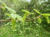 Javor pensylvánský 'Silver Fox' - větévka s květy (Acer pensylvanicum)
