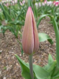 Tulipán 'Mistress' - Triumph tulipány (Tulipa)
