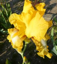 Kosatec 'Radiant Apogee' - Vysoké bradaté kosatce (Iris)