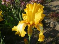 Kosatec 'Radiant Apogee' - Vysoké bradaté kosatce (Iris)
