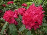 Pěnišník 'Don Juan' (Rhododendron)