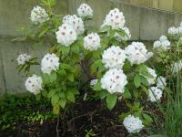 Pěnišník 'Schneebukett' (Rhododendron)