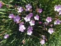 Hvozdík (Dianthus arpadianus)