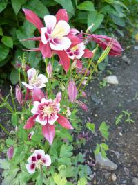 Orlíček 'Origami Red and White' (Aquilegia)