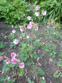 Orlíček 'Petticoat Pink' (Aquilegia)