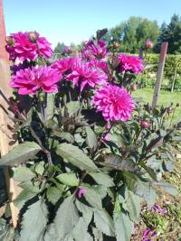 Jiřinka 'Marcel Dassault' - Dekorační jiřinky (Dahlia)