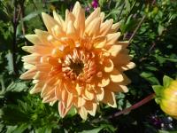 Jiřinka 'Glorie van Noordwijk' - Dekorační jiřinky (Dahlia)