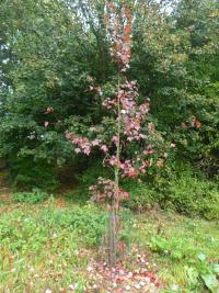Javor červený 'Somerset' - podzimní habitus (Acer rubrum)