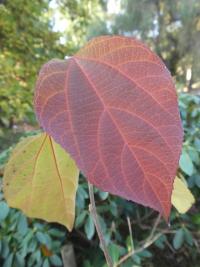 Šedolatník čínský - podzimní list (Poliothyrsis sinensis)