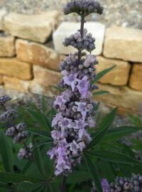 Drmek obecný 'Pink Pinnacle' - květ (Vitex agnus-castus)