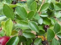 Skalník rozkladitý - větévky s listy (Cotoneaster divaricatus)