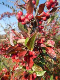 Skalník - větévky s podzimními listy a plody (Cotoneaster meyeri)