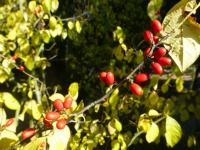 Linderovka červenoplodá - větévka s plody (Lindera erythrocarpa)
