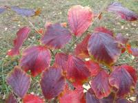 Vilín prostřední 'Cyrille' - větévka s podzimním listem (Hamamelis x intermedia)