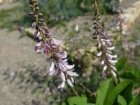 Indigovník chabokvětý - větévka s květy (Indigofera amblyantha)