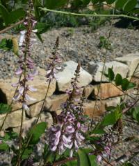 Indigovník chabokvětý (Indigofera amblyantha)