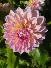 Jiřinka 'Yume-yama-zakura' - Dekorační jiřinky (Dahlia)