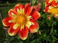 Jiřinka 'Pooh' - Náhrdelníkové jiřinky (Dahlia)