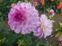 Jiřinka 'Lenny's Dream' (Dahlia)