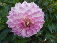 Jiřinka 'Lenny's Dream' (Dahlia)