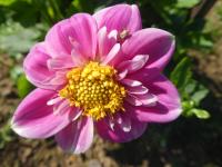 Jiřinka 'Hartenaas' - Náhrdelníkové jiřinky (Dahlia)