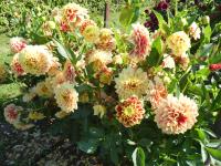 Jiřinka 'Jowey Hubert' - Dekorační jiřinky (Dahlia)