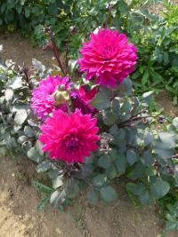 Jiřinka 'Engelhardt's Matador' - Dekorační jiřinky (Dahlia)