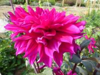 Jiřinka 'Engelhardt's Matador' - Dekorační jiřinky (Dahlia)