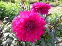 Jiřinka 'Engelhardt's Matador' - Dekorační jiřinky (Dahlia)