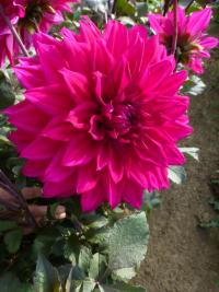 Jiřinka 'Engelhardt's Matador' - Dekorační jiřinky (Dahlia)