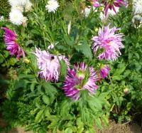Jiřinka 'Wyn's Radiant Star' - Kaktusovité jiřinky (Dahlia)