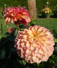 Jiřinka 'Icoon' - Dekorační jiřinky (Dahlia)