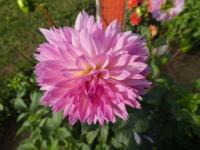 Jiřinka 'Sakura Fubuki' - Třepenité jiřinky (Dahlia)