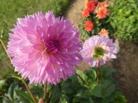 Jiřinka 'Sakura Fubuki' - Třepenité jiřinky (Dahlia)