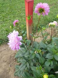 Jiřinka 'Sakura Fubuki' - Třepenité jiřinky (Dahlia)