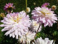 Jiřinka 'Gill's Pastelle' - Semikaktusovité jiřinky (Dahlia)